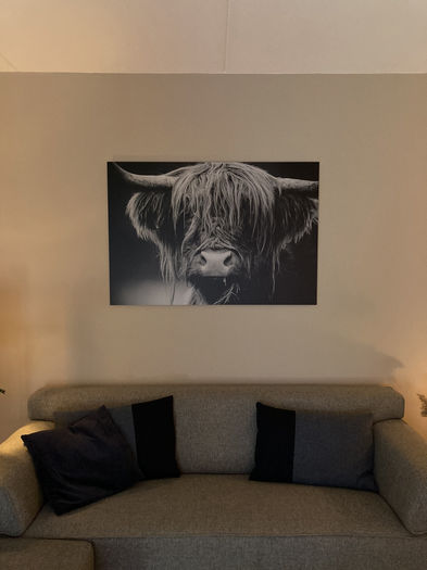 zwart wit foto van schotse hooglander aan de muur