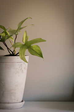 Natuurlijke decoratie interieur Werk aan de Muur