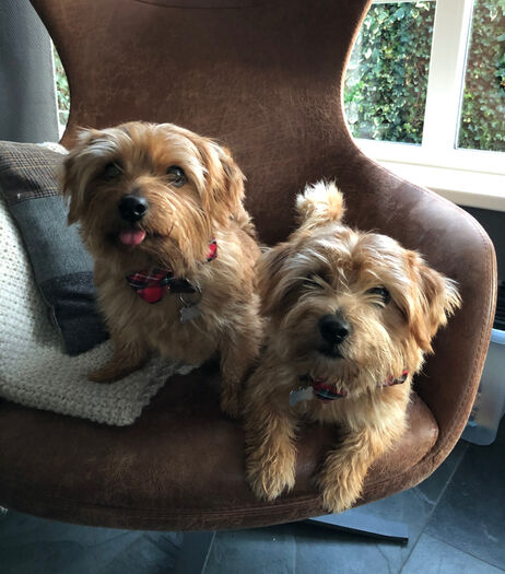 Werk aan de Muur binnenkijker hondjes