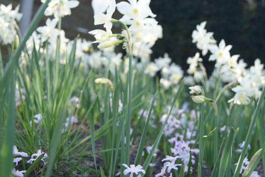 Binnenkijken Werk aan de Muur tuin bloemen Karin