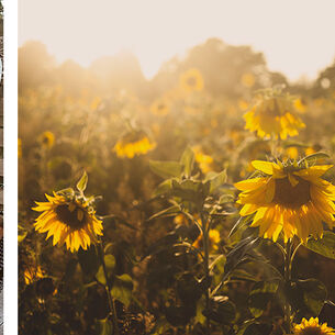 Interview met beeldmaker Melanie Schat