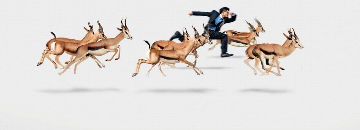 gazellen-header-2016