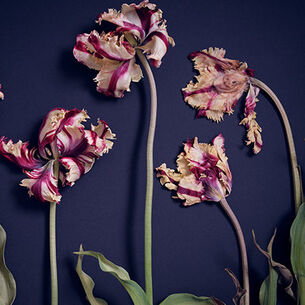 Header Karel Ham 210323 144158