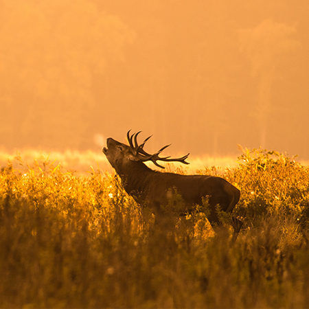 Header Jowan Iven 210323 144218