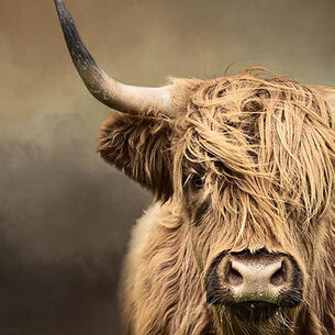 Header dianavantankeren 210323 144300