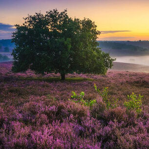 Header albertdross 210323 144331