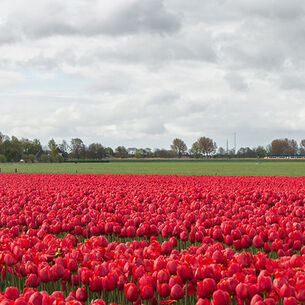 Omslag ipics 210323 144806