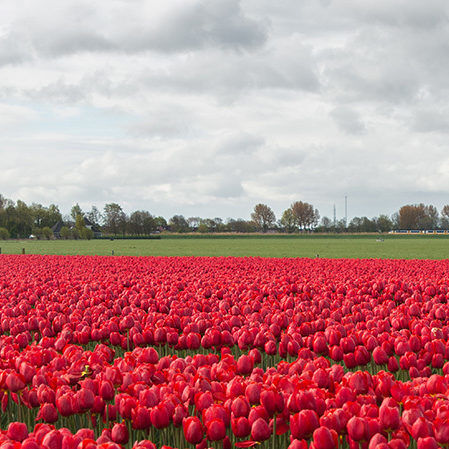 Omslag ipics 210323 144806