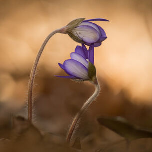 Beeldmakerblog Ron Poot