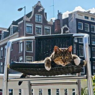 Header cat 210323 145442