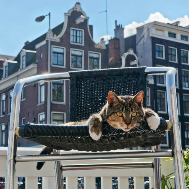 Header cat 210323 145442