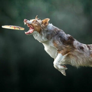 Nuelle flipse header 210323 145650