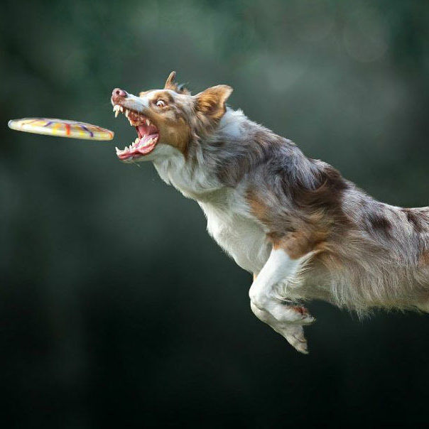 Nuelle flipse header 210323 145650