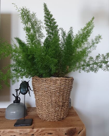 Binnenkijker Werk aan de Muur Monica