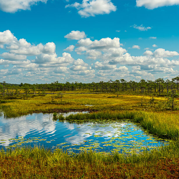 Ronald Beeldmaker vierkant