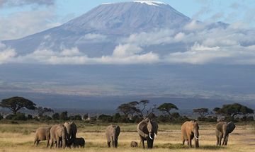 Kilimanjaro fotografie met olifanten