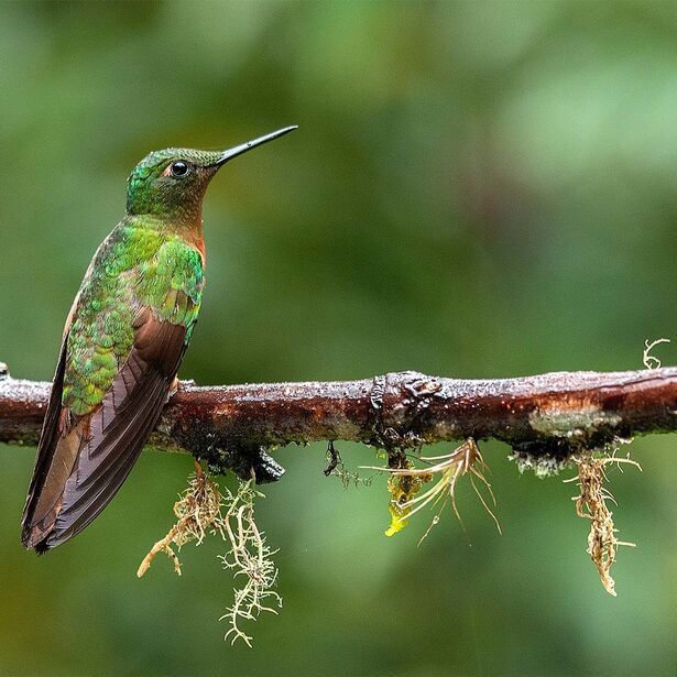 Maarten Verhees Beeldmaker vierkant